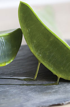 L’Aloe vera, la plante qui fait du bien !