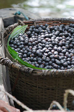 L’açai : quelles sont ses vertus pour notre santé ?