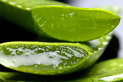 Comment extraire le gel d’aloe vera ?